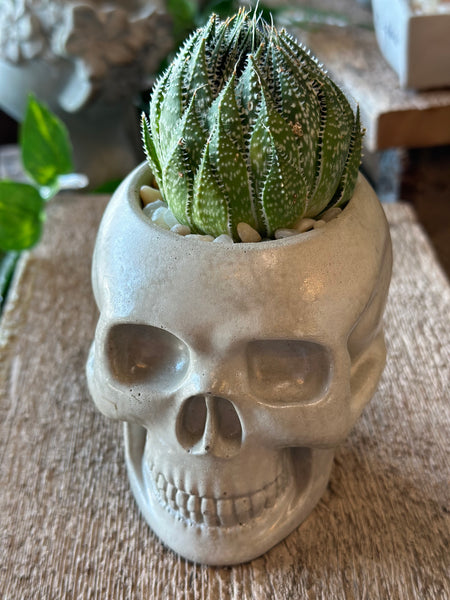Skull Planter w/ Succulent