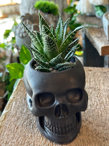 Grey Mood Creations - Skull Planter w/ Succulent