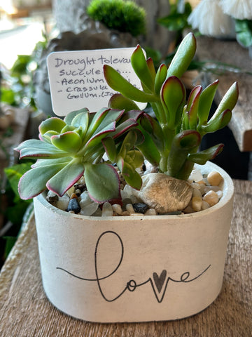 Grey Mood Creations - Oval Cement Pot w/ Succulent