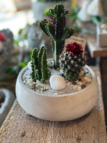 Grey Mood Creations - 6" Round Cement Planter w/ Succulents