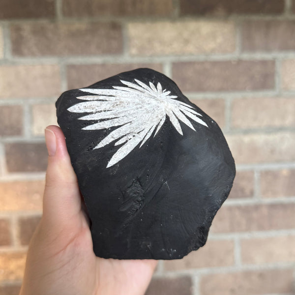 Kelowna Crystal Cave - Chrysanthemum Flower Stone 