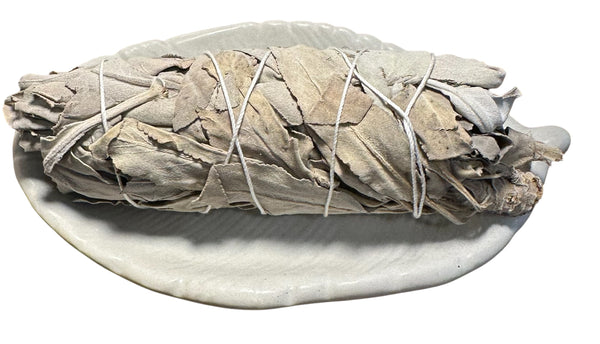 TRUE ART KELOWNA - Bundled sage on a white plate with a white background